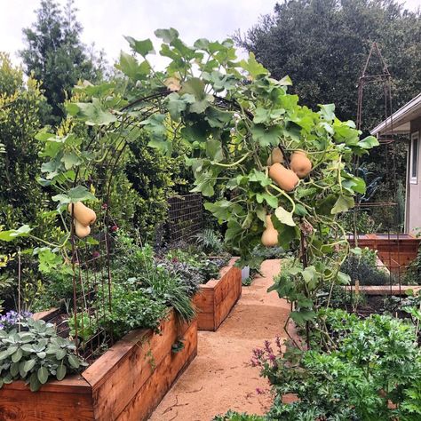 Garden Ideas Patio, Patio Garden Ideas, Garden Aesthetics, Potager Garden, Landscaping Garden, Garden Harvest, Edible Landscaping, Home Vegetable Garden, Vegetable Garden Design