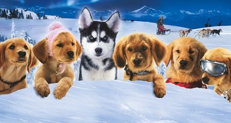 Library Categories, Air Buddies Movies, Popular Disney Movies, John Mcintire, Buddy Movie, Snow Buddies, Golden Retriever Puppies, Dog Movies, Library System