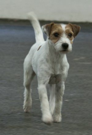 Parson Russell Terrier Parson Russell Terriers, Parson Terrier, Parson Jack Russell, Lakeland Terrier, Norfolk Terrier, Parson Russell Terrier, Jack Russell Dogs, Norwich Terrier, Irish Terrier