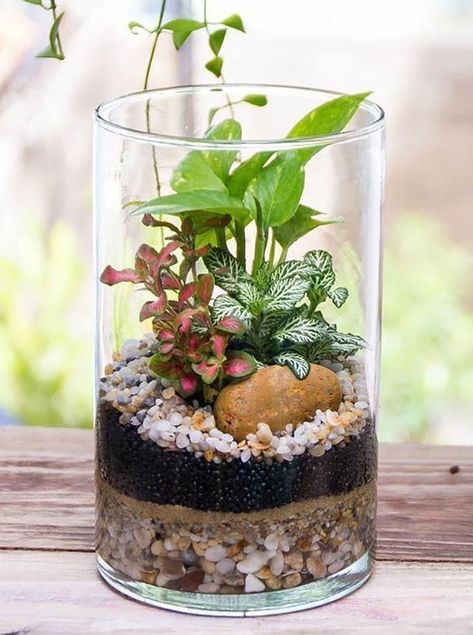 Mini Pot Plants, Miniature Garden Plants, Dekoratívne Vence, Diy Succulent Terrarium, Succulent Garden Indoor, Beautiful Terrariums, Succulent Garden Design, Mini Terrarium, Succulent Garden Diy