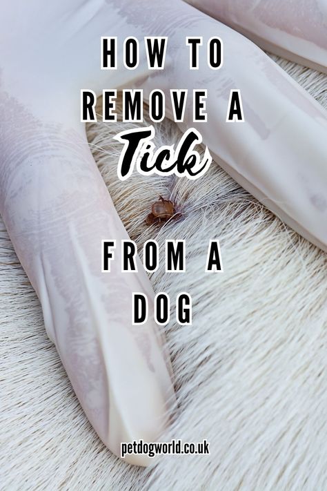 Learn how to safely remove a tick from your dog, ensuring their health & wellbeing. Get advice on tools, techniques & preventative measures Removing Ticks From Dogs, Remove Ticks From Dogs, How To Remove Ticks From Dogs, Tick Removal Dog, Dog Ticks, Dog World, Deer Ticks, Tick Removal, Ticks On Dogs