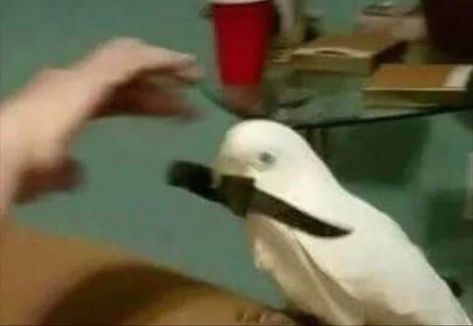 Bird Funny Pictures, Birds Memes Funny, Funny Bird Photos, Cursed Bird Memes, Crow Bird Memes, Bird Memes Funny, Bird With Knife, Silly Birds, Bird Meme