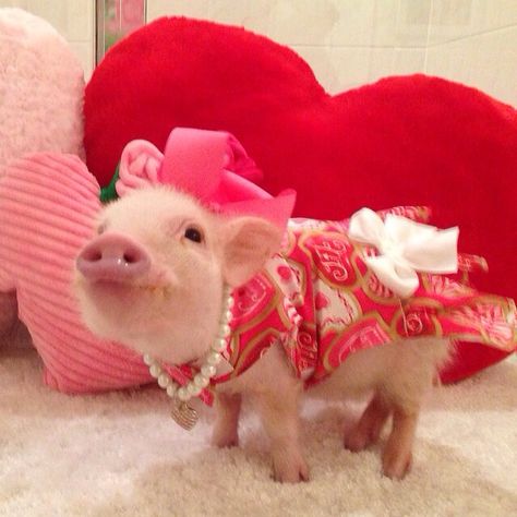 Mini pig wearing dress outfit with bows and pearl necklace Pig Outfit, Teacup Pig, Valentine Pictures, Pig Dress, Teacup Pigs, Pig Pictures, Cute Piglets, Mini Pigs