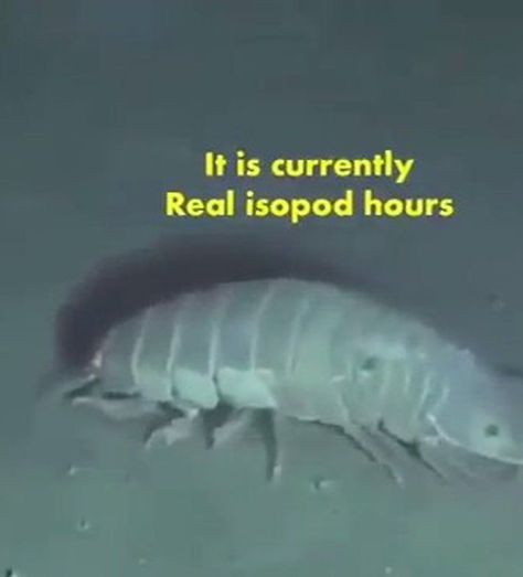 Isopod Aesthetic, Marine Biology Memes, Giant Isopod, Woodlice, Cool Bugs, Random Memes, Funniest Memes, An Animal, Funny Me