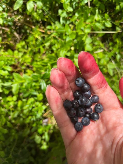 Picking Blueberries, Picking Berries, Books 2024, Blueberry Picking, Berry Picking, Safe Place, Blueberries, Hush Hush, Summer Vacation