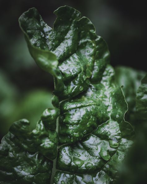 There’s so much beauty and interest in the simplest things🥹 Sometimes I wonder if I’m crazy when I realize I could spend hours taking photos of my plants😂😂 #gardenphotography #vegetablegarden #vegetablegardening #freshvegetables #spinach #darkandmoody #darkandmoodyfoodphotography #darkandmoodyfoodphotography Vegetable Garden Aesthetic, Food Photography Vegetables, Photography Vegetables, Moody Food Photography, Moody Aesthetic, Dark And Moody, Sometimes I Wonder, Garden Photography, My Food