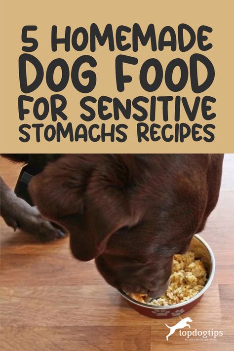 Does your pup have a sensitive stomach? 🐕🍽 Dive into our blog for 5 homemade dog food recipes perfect for dogs with sensitive stomachs. Give your dog the comfort they deserve. Check out the recipes now! ➡️ Dog Treats For Dogs With Sensitive Stomachs, Homemade Dog Food Recipes Sensitive Stomach, Homemade Dog Treats Sensitive Stomach, Homemade Dog Food Recipes For Older Dogs, Homemade Dog Food Sensitive Stomach, Sensitive Stomach Dog Treats, Dog Food For Sensitive Stomachs, Best Dog Food Recipes, Healthy Dog Meals