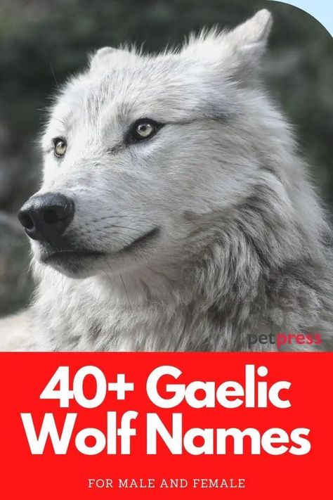 Looking for wolf names in Gaelic? This list of unique Gaelic wolf names also have meanings that you will love. Names For Wolves, Wolf Names Ideas, Names Meaning Wolf, Wolf Name Generator, Names That Mean Wolf, Wolf Names, Naming Characters, Spirit Animal Wolf, Celtic Names