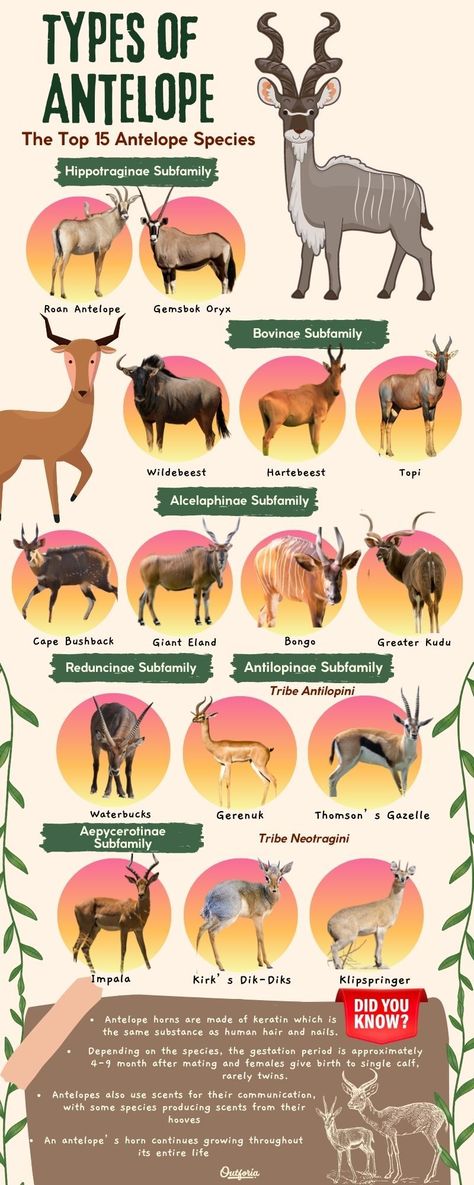 Antelopes are majestic animals. They're known for their marvelous horns and some species are also famous for their annual migration which is a sight to behold. Did you know that there are approximately 80 types of antelope species in the world? Read on to Outforia's latest article to learn about the 15 different types of antelope. Types Of Horns, Spec Evolution, Types Of Deer, Horned Animals, Antelope Animal, Antelope Horns, Pig Breeds, African Antelope, Deer Species