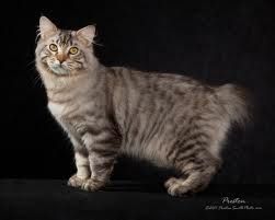 american bobtail Largest Domestic Cat, American Bobtail Cat, Turkish Van Cats, Large Cat Breeds, Rare Cat Breeds, Domestic Cat Breeds, American Bobtail, Bobtail Cat, American Shorthair Cat