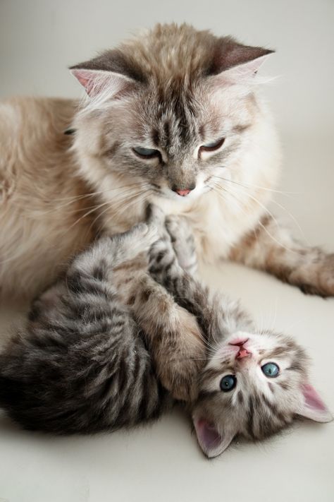 10 moments de tendresse entre un chaton et un chat adulte - Web - Wamiz Image Chat, Mama Cat, Cat Family, Baby Kittens, Cat Facts, Mom Kid, Pretty Cats, Beautiful Cats, Baby Cats