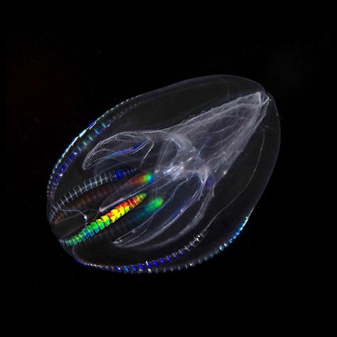 UPROSA ®️ on Instagram: “This image shows the beautifully fragile bioluminescent ‘comb’ jellyfish (Mnemiopsis leidyi). - Bioluminescence is a common feature of…” Transparent Fish, Jellyfish Photography, Living Fossil, Venus Flytrap, Jellyfish Art, Deep Sea Creatures, Sea Dweller, Underwater Photos, Weird Creatures