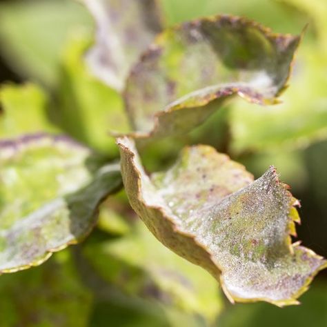 Rose Pests and Problems | Planet Natural Hydrangea Diseases, Plant App, Planting Hydrangeas, Powdery Mildew, Plant Diseases, Citrus Trees, Parts Of A Plant, Rose Bush, Beneficial Insects