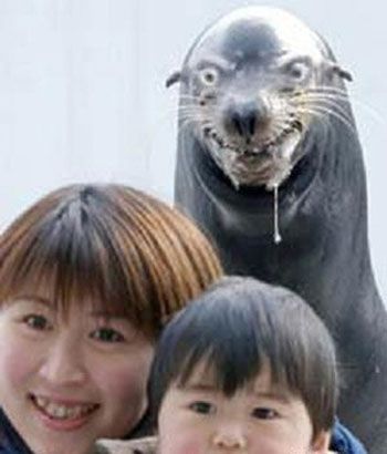 my BIGGEST fear in this world is SEALS. Animalia Kingdom, 웃긴 사진, Can't Stop Laughing, Laughing So Hard, The Animals, 귀여운 동물, Bones Funny, Funny Photos, Happy Friday