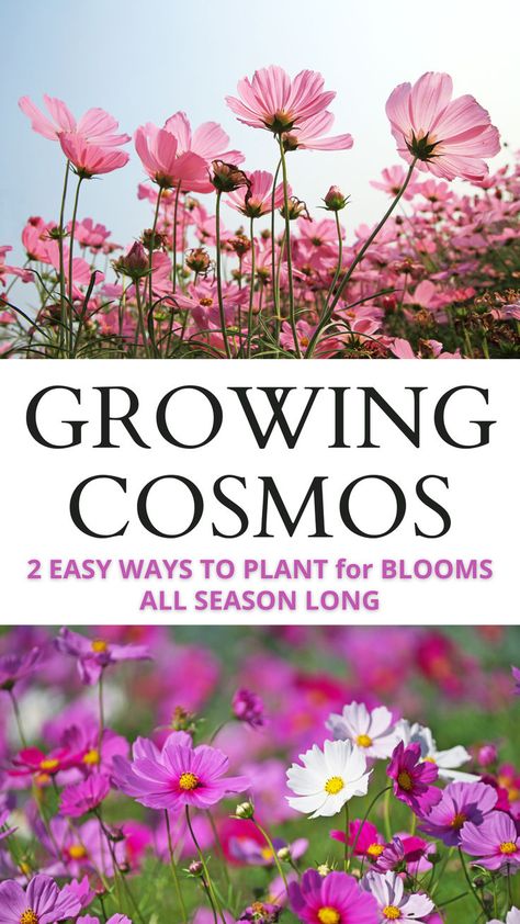 growing cosmos. 2 easy ways to plant for blooms all season long. top picture is a field of light pink cosmos with the sun shining on them. bottom picture is a field of dark pink and white cosmos flowers. Garden Cosmos Flower, Cosmos Landscaping, Cosmos In Garden, How To Grow Cosmos From Seeds, Wild Flower Garden Ideas Backyards, Cosmos Garden Ideas, Growing Cosmos From Seed, Easiest Flowers To Grow From Seed, How To Grow Flowers