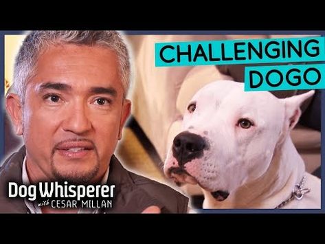 (5) Intimidating Dogo Argentino Is Impossible To Restrain! | Dog Whisperer With Cesar Millan - YouTube Dog Whisperer Cesar Millan, Cesar Millan, Dog Whisperer, Animal Videos, Animal Gifs, Dogs