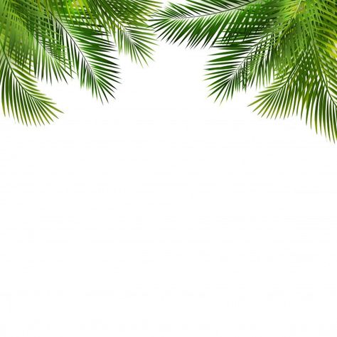 White Nature Background, Trending Background, Leave Background, Palm Leaf Background, Palm Leaves Background, Green Background Design, Green Nature Background, Green White Background, Palm Background