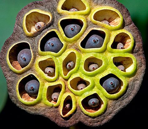 Lotus Pod's by digimikek, via Flickr Painting Ideas Easy Beginner, Lotus Seed Pod, Linda Hogan, Class Painting, Billy Collins, Adrienne Rich, Eudora Welty, Caroline Myss, Painting Ideas Easy