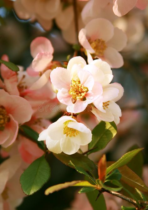 Peach Blossom Tree, Image Cool, Peach Blossom Flower, Skeleton Flower, Tree Blossom, Apricot Tree, Red Spider Lily, Apricot Blossom, Peach Tree