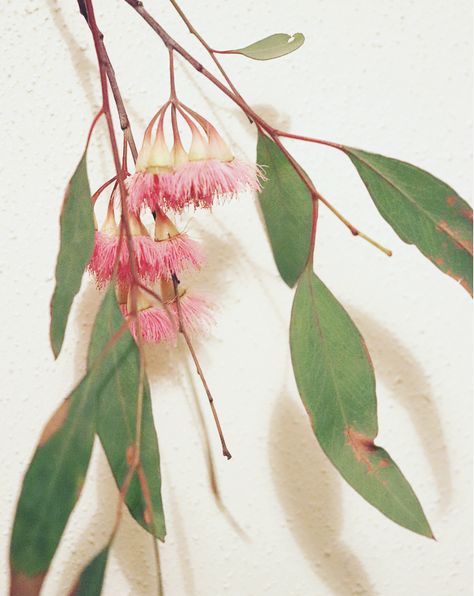 #gumtree #eucalyptus #blossom #wildflowers #pink #green #natural #nature #outbackaustralia #australia #trees Eucalyptus Blossom, Gum Flowers, Australian Decor, Australian Culture, Water Wise Plants, Bush Wedding, Australian Natives, Australian Wildflowers, Bee Free