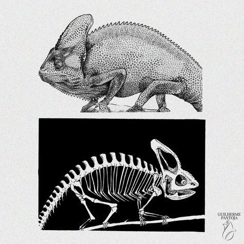 I like to draw animals and their respective skeletons this time i drew a chameleon after drawing the snake what do you think? #reptiles Reptiles Drawing, Chameleon Skeleton, Realistic Shading, Tone Art, Animal Skeletons, Draw Animals, The Snake, Tattoo Idea, Animal Drawings