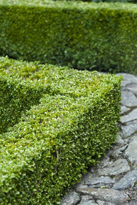 Buxus Microphylla, Green Mountain Boxwood, American Boxwood, Hedges Landscaping, Privet Hedge, Japanese Boxwood, Shrubs For Landscaping, Buxus Sempervirens, Box Wood Shrub