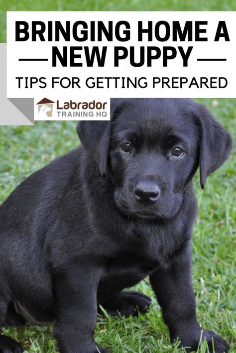 New Puppy Tips, Labrador Puppy Training, Labrador Training, New Puppy Checklist, Puppy Tips, Puppy Checklist, Puppies Tips, Easiest Dogs To Train, Lab Puppy