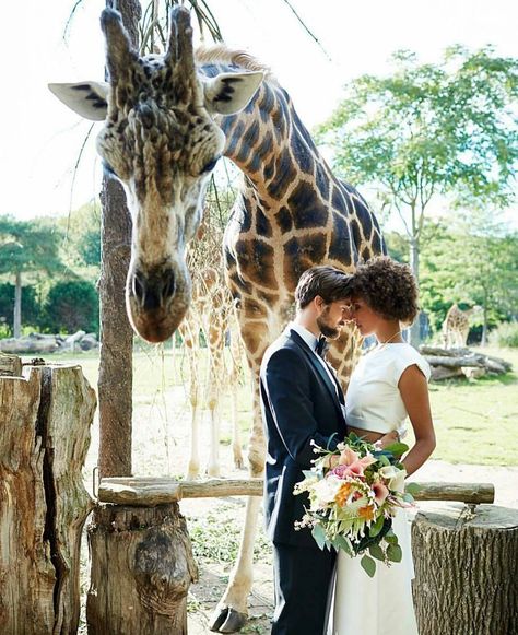 ╳ @M o s t l y M a y a ╳ Zoo Pictures, Alternative Wedding Venue, Aquarium Wedding, Safari Wedding, Zoo Wedding, Interracial Wedding, Funny Wedding Photos, Vintage Wedding Photos, Couples Shoot