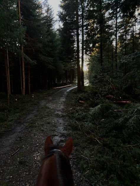 trail riding on a horse through the forest during sunset in switzerland Trail Horse Riding, Forest Horse Riding, Horse Riding Forest, Trail Ride Aesthetic, Horses In Forest, Horse In Forest, Horseback Riding Aesthetic, Riding Aesthetic, Horse Camping