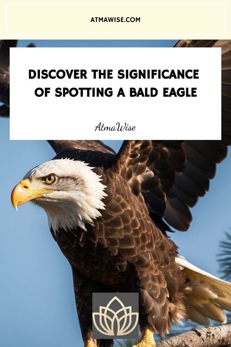 Bald eagle perched on a branch with text "Discover the signs of spotting a bald eagle" from AtmaWise. Bald Eagle Meaning, Bald Eagle Symbolism, Eagle Meaning, Eagle Symbol, How To Pop Ears, Bald Eagles, Art And Literature, Spiritual Symbols, Incredible Creatures