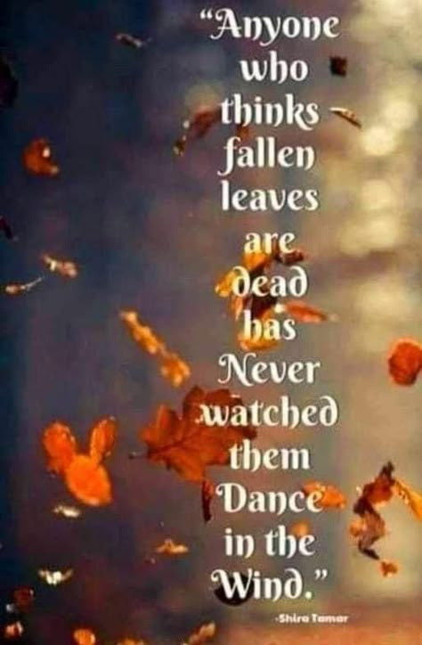 Autumn Magic, Autumn Scenes, Autumn Quotes, Autumn Scenery, Fabulous Fall, Falling Leaves, Happy Fall Y'all, Autumn Beauty, Fall Pictures