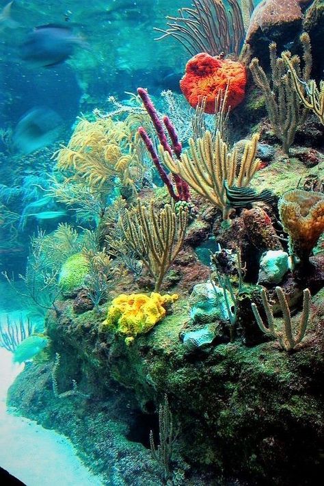 Xcaret Mexico, Ocean Garden, شرم الشيخ, Coral Reef Aquarium, Bawah Air, Beneath The Sea, Underwater Scene, Under The Ocean, Underwater Art