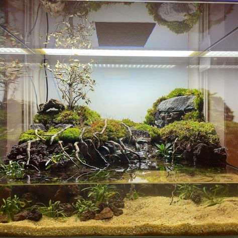 @salamander_germander on Instagram: “The new paludarium for the firebelly newts 😍 do you like it? #firebellynewt #molch #newt #aquascaping #plantedtank #freshwateraquarium…” Newt Tank Setup, Salamander Tank Setup, Newt Terrarium, Fire Belly Newt Tank, Newt Aquarium, Tiger Salamander Terrarium, Newt Paludarium, Newt Habitat, Salamander Vivarium