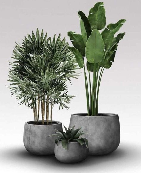 Indoor Landscape Design, Tattoo Plant, Potted Plants Outdoor, Hanging Plants Indoor, Cement Pots, Home Garden Design, Plant Decor Indoor, Interior Plants, Office Plants