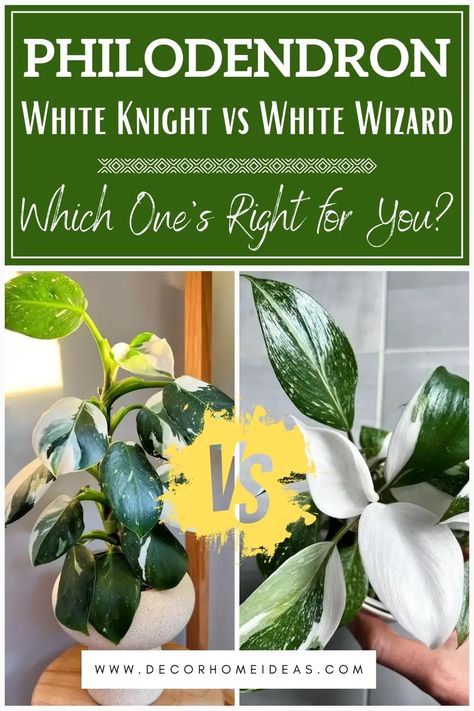 philodendron white knight vs white wizard comparison White Wizard Philodendron, Philodendron White Knight, Philodendron Care, White Wizard, Indoor Oasis, White Knight, White Patches, Peat Moss, Liquid Fertilizer