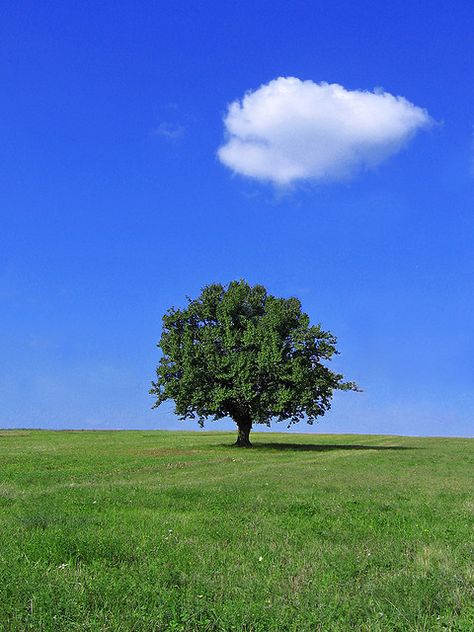 Heart Cloud, Staying Grounded, Cloud Tree, Photos Of Nature, Single Tree, Lone Tree, Tree Rings, Tree Photography, Central Texas