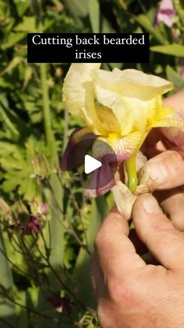 Gardens Illustrated on Instagram: "Have your bearded irises stopped flowering? Here’s how to cut them back the Sissinghurst way, with thanks to @troyscottsmith1 

If you’re looking for more info on how to care for bearded irises and other video tips from Troy, head to the link in our bio. 

📍 @sissinghurstcastlegardennt 
🎥 @room_of_light 

#beardediris #iris #deadheading #iriscutback #cuttingback #plants #gardenhacks #gardeningtips #gardenideas #gardenjobs #gardebtidying" Gardens Illustrated, Deadheading, Video Tips, Bearded Iris, Irises, Gardening Tips, Plants, Flowers, Instagram