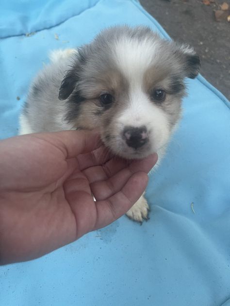 Toy Aussie Puppies, Aussie Puppies For Sale, Mini Aussie Puppy, Australian Shepherd Puppies For Sale, Toy Aussie, Aussie Puppy, Toy Australian Shepherd, Miniature American Shepherd, Puppies For Sale Near Me