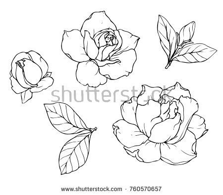 gardenia outline idea for tattoo Gardenia Tattoo, Poppy Flower Drawing, Leaf Outline, Flower Line Drawings, Detailed Coloring Pages, Nature Tattoos, Botanical Drawings, Illustration Sketches, Leaf Flowers