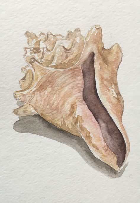 Conch Shell Watercolor, Shell Watercolor, Art Examples, Painted Shells, Wood Circles, Natural Form, Painting Lessons, Rose Art, Water Colour