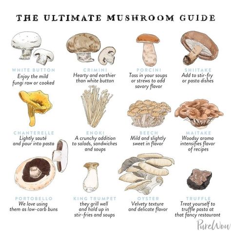 Types Of Mushrooms Cooking, Types Of Edible Mushrooms, Mushroom Types, Mushroom Guide, White Button Mushrooms, Tempeh Recipes, Mushroom Plant, Mushroom Dish, Button Mushroom