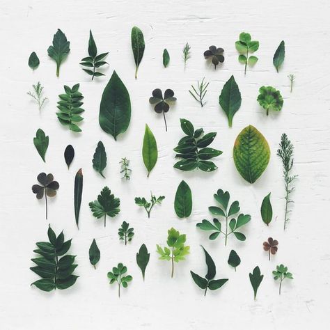 Flatlay Inspiration · via Custom Scene · Leaves organized neatly knolling photography Knolling Photography, Cactus Arrangement, Plants Photography, Planting For Kids, Leaf Collection, Trendy Plants, Plant Photography, Plant Wallpaper, Office Plants