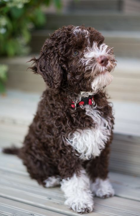 Lagotto romagnolo puppy Tosca 10 weeks old. Lagotto Romagnolo Puppy, Big Dog Toys, Spanish Water Dog, Puppy List, Lagotto Romagnolo, Paracord Dog Collars, Hypoallergenic Dogs, Portuguese Water Dog, Doodle Dog