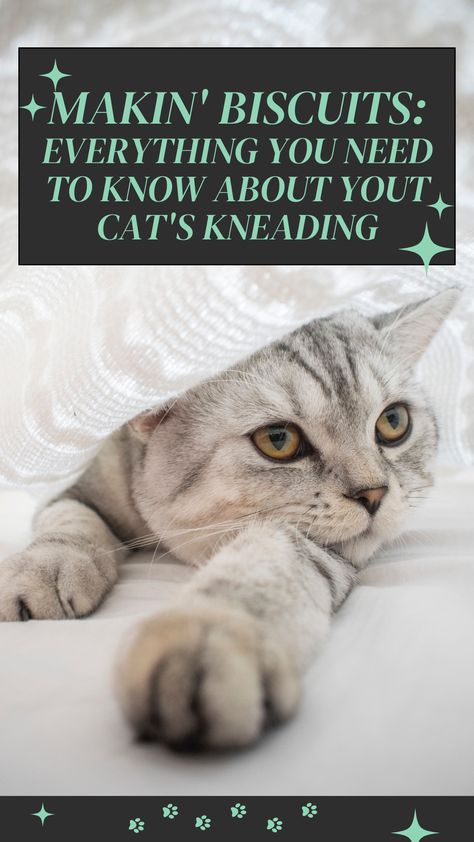 Why do cats knead? Is this normal? Should I be concerned? What can I do to make my cat more comfortable? All of the questions you've ever had about your cats kneading behaviour answered here :) #CatBehaviour #Kneading #MakingBuscuits #CatsKneading Cats Kneading, Cat Kneading, Make Biscuits, Cat Language, Cat Behavior, I Need To Know, But Why, What Can I Do, Crazy Cats