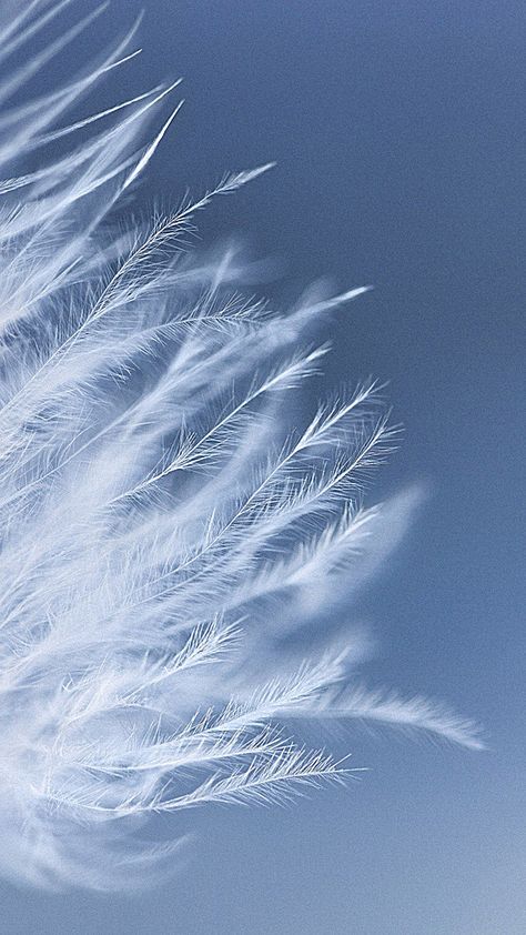 Dream Background, Foto Macro, Feather Wallpaper, Light Blue Aesthetic, Blue Aesthetic Pastel, Beautiful Wallpapers Backgrounds, Flower Background Wallpaper, Wallpaper Pattern, White Feathers