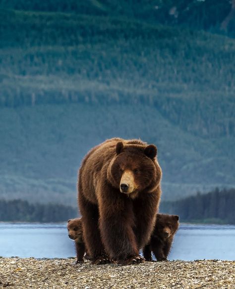 🐻 #AlaskaBearFamily 🏝️ Mother bear and two cubs forage for food on an Alaskan beach, surrounded by lush green forests. Bear Cub, Mother Bear, Mama Bear 4 Cubs, Mother Bear And Cubs, Bears In Forest, Polar Bear With Cubs, Poker Run, Bear Images, Mother Bears