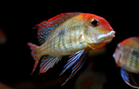 American Cichlid, Tropical Fish, Reptiles, Fish Pet, Fish, Animals