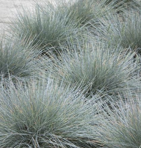 Festuca glauca 'Elijah Blue' Form: clump grass Flower: known for foliage Notes: semi-evergreen Helictotrichon Sempervirens, Elijah Blue Fescue, Woods Project, Cabin Fun, Festuca Glauca, Lavender Hidcote, Blue Oat Grass, Fescue Grass, Green Bank