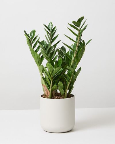 Low Maintenance Indoor Plants, Popular Plants, Philodendron Scandens, Zamioculcas Zamiifolia, Heart Leaf Philodendron, Architectural Plants, Low Light Indoor Plants, Corn Plant, Zz Plant