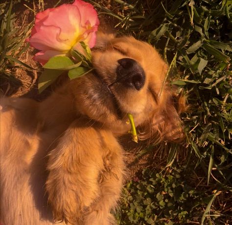 Golden Retriever Puppy Aesthetic, Golden Retriever Aesthetic, Puppy Pfp, Chien Golden Retriever, Cute Dogs Images, Very Cute Puppies, Dog Icon, Cute Animals Puppies, Very Cute Dogs